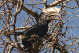 Silvery-cheeked Hornbill (Bycanistes brevis)