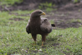 Brunglada (Milvus migrans) Black Kite