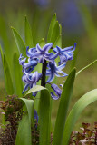Hyacinth - Jacinthes