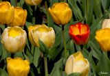 Tulip - Tulipe