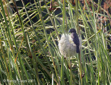 Grosbeak Weaver on Nest