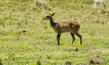 Bush Buck in Arusha National Park