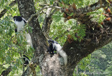 Colobus Monkeys in Arusha National Park