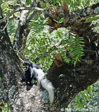 Colobus Monkey in Arusha National Park