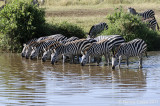 Zebras Always Lined Up to Drink