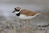 __Corriere Piccolo 4 - Littled Ringed Plover - Charadius bubius