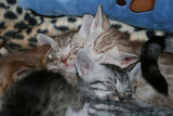 All kittens get tired...Zzzzzzzzzz