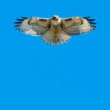 Red-tailed hawk hovering, Malibu
