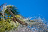 Red-tailed hawk swooping, Malibu