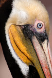 Brown pelican head