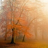 Autumn mist (2288)