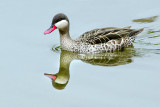 Why is there a duck swimming upside-down beneath me?