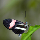 Black butterfly, Buckfast (2344)