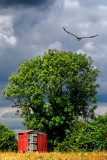 Shed and vulture