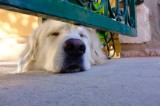Le chien