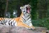Amur Tiger - Minnesota Zoo