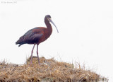 White Faced Ibis PIum Island ~ PRNWR_NW01000.jpg