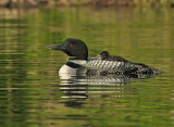 _NW05260.Female Loon and Chick Grafton Pond.jpg