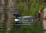 _NW05390 Male Loon Grafton Pond.jpg