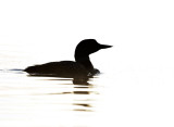 _NW05660 Backlit Male Loon Conniston at Dawn.jpg