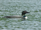 _NW05749 Male Loon on Kolelemook.jpg