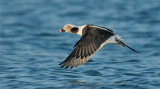Long Tailed Duck Drake in Flight.jpg