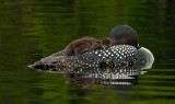 Loons at Rest.jpg