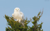 _N123704 Snowy Owl on Juniper.jpg