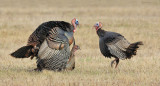 _N123801 Wild Turkeys Mating.jpg
