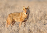 Coyote Canvas.jpg