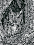 _NW08674 Gray Morph Screech Owl.jpg
