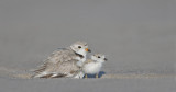 _NW04903 1910 CANVAS Piping Plover and Chick.jpg