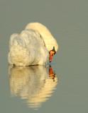 154 Swan