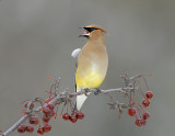 Cedar Waxwing.jpg