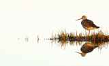 Greater Yellow Legs at Dawn ~ Salt Pannes~PRNWR