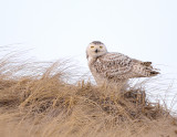_JFF0192 Snowy Owl in Dunes.jpg