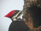Pileated Woodpecker (female)