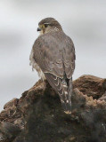 Merlin, presumed female (#2 of 7)