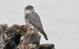 Merlin, presumed female (#4 of 7)