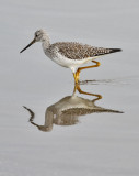 Greater Yellowlegs, basic adult (#1 of 2)