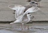 Thayers Iceland Gull, bleached and worn 1st cy. (3 of 4)