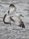 Ring-billed Gull, 1st cycle