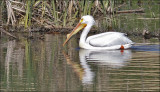 American White Pelican, alternate