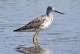 Greater Yellowlegs, basic