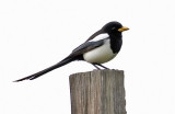 Yellow-billed Magpie