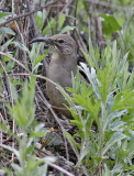 California Thrasher