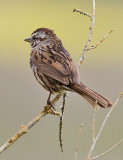 Song Sparrow