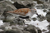 Dunlin, alternate
