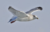 Herring Gull, 3rd cycle
