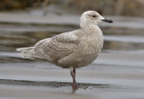 Glaucous-winged Gull, 1st cycle